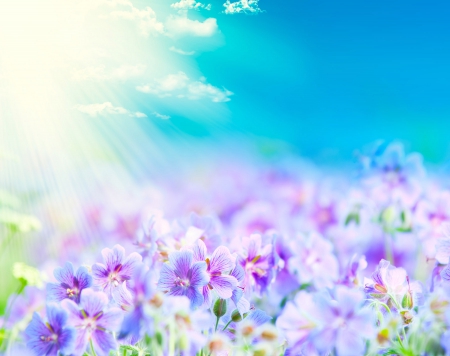 Beautiful Nature! - sunlight, flowers, nature, purple