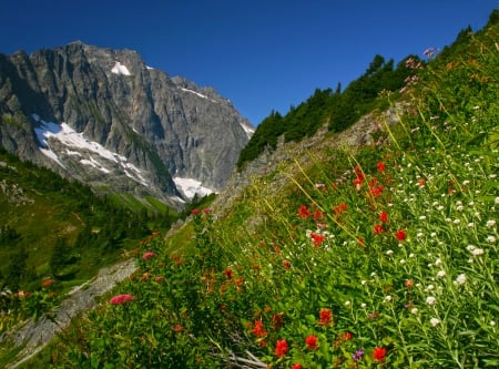 Mountain slope - hills, summer, grass, meadow, mountain, flowers, peak, cliffs, nice, sky, beautiful, slope, lovely, freshness, wildflowers, nature, rocks