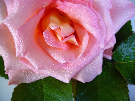 Raindrop Rose! - nature, raindrops, pink, flowers, rose