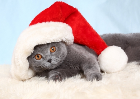 Cute kitten - animal, kitten, hat, cat, christmas