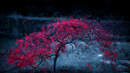 spectacular red tree in autumn - red, focus, leaves, tree, autumn