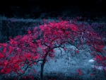 spectacular red tree in autumn