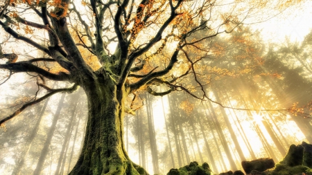 magnificent tree in a hazy forest - haze, moss, sunshine, forest, tree