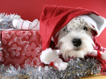 Christmas puppy - puppy, hat, danta, dog