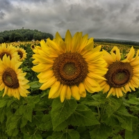 *** Sunflowers ***