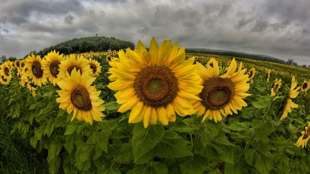 *** Sunflowers *** - nature, sunflowers, sun, flowers, flower