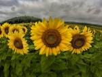 *** Sunflowers ***