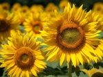 *** Sunflowers ***