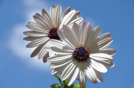 *** Flowers *** - flowers, white, flower, nature