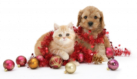 Cute christmas pets - christmas, kitten, ball, dog, puppy, cat