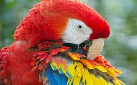 Macaw - beak, bird, macaw, parrot