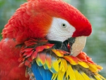 Macaw