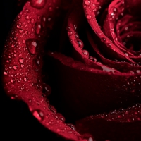 * Wet rose *