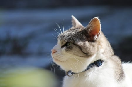 Cat - sleepy, cute, beautiful, cat, sleeping, kitty, cats, hat, cat face, paws, face, animals, pretty, beauty, sweet, kitten, lovely