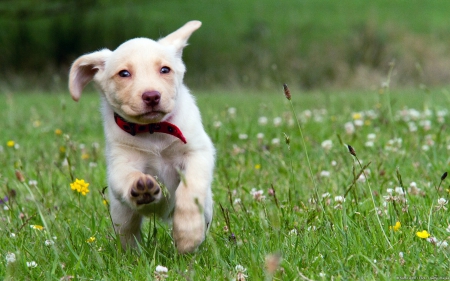 Dog - face, pretty, playful dog, cute, animals, beautiful, sweet, puppy, playful, dogs, puppies, lovely, dog face