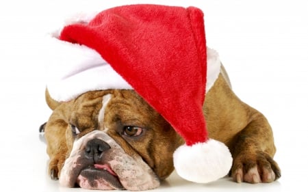 *** Happy Holidays *** - hat, eyes, animals, hapy, resting, mouth, holidays, dog, looking, animal