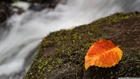 Moss bed - abstract, water, rock, moss, stream, HD, forest, leaves, fall, nature, autumn, leaf, wallpaper