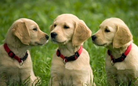 Dogs - pretty, beautiful, dog face, puppies, lovely, playful dog, sweet, playful, dogs, cute, face, puppy, animals