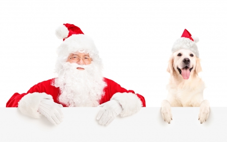 Christmas dog - pretty, beautiful, dog face, puppies, lovely, playful dog, sweet, playful, dogs, cute, face, puppy, animals