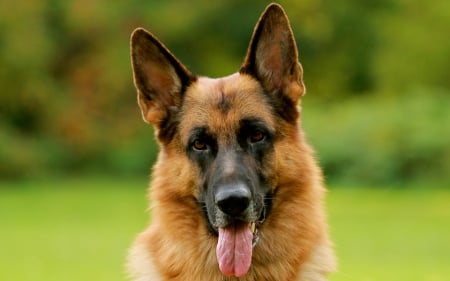 German shepherd