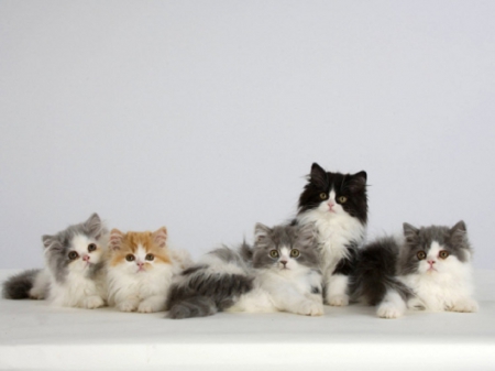 Five Persian Kittens - animals, kittens, persian, cats