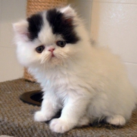 Cute Persian Kitty