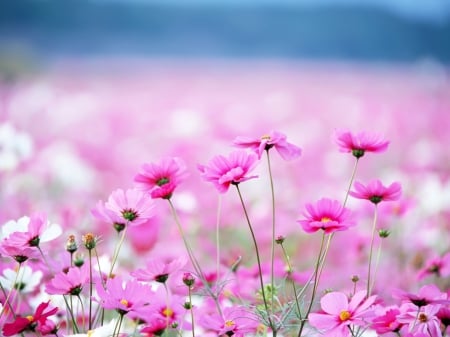 Pretty Pink Flowers! - nature, flowers, pretty, pink