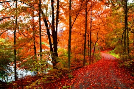 Autumn forest - nice, autumn, falling, trees, path, lovely, foliage, nature, fall, forest, beautiful, river, leaves