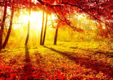 Autumn glow - rays, autumn, dazzling, carpet, sunlight, sun, shine, foliage, bright, nature, glow, quiet, fall, forest, leaves, golden