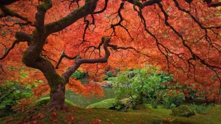 Japanese Garden - japan, autumn, garden, maple, tree, japanese