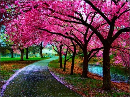 Enchanting Pathway - cherry blossom, path, japan, sakura, tree, park