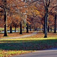 Walking Through The Park One Day