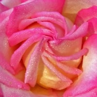 Stunning pink rose with water drops