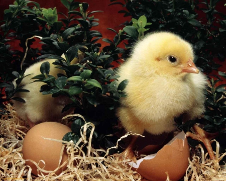 Easter chick - chick, easter, egg, cute