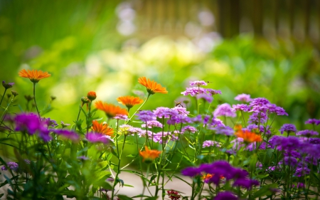 Flowers - plant, nature, tree, flowers