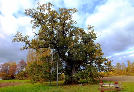 Kaive ancient oak.800-1000 years. - nature, forests, trees, history