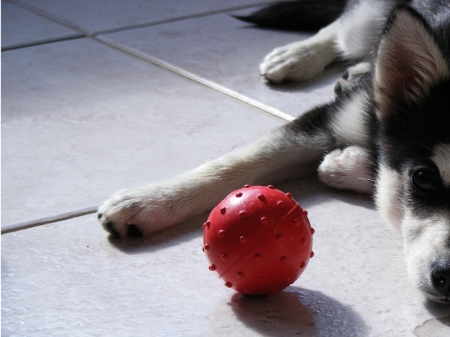 Husky - pretty, beautiful, dog face, puppies, lovely, playful dog, sweet, playful, dogs, cute, face, puppy, animals