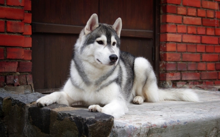 Husky - puppy, animals, lovely, face, dog face, playful, pretty, beautiful, dogs, playful dog, sweet, cute, puppies