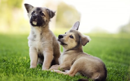 Dogs - puppy, animals, lovely, face, dog face, playful, pretty, beautiful, dogs, playful dog, sweet, cute, puppies