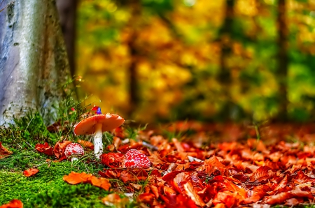 November - trees, branches, mirrored, colors, reflection, leaves, fall, colorful, nature, november, autumn, foliage