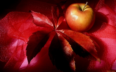 Autumn Apple - autumn, photography, fruits, leave, fruit, fall, red, food, apple, photo