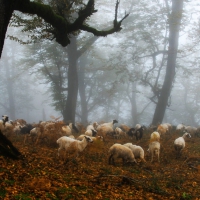 Sheep in the forest