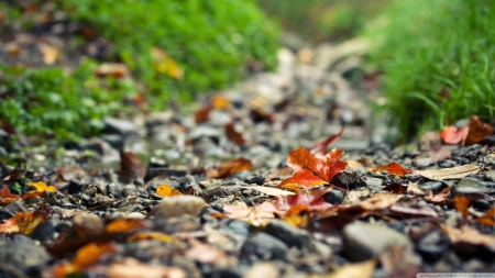 Footpath - abstract, leafage, photography, HD, leaves, fall, path, nature, autumn, footpath, macro, leaf, wallpaper