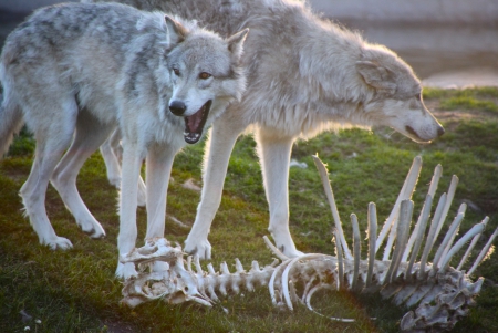 Wolves and bones - nature, wolves, bones, animals