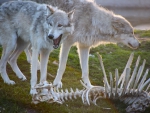 Wolves and bones