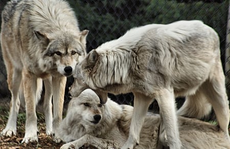 Captive Wolves - nature, wolves, captive, animals