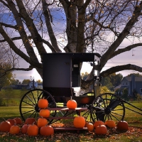 Amish Buggy