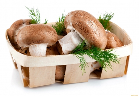 Mushrooms - mushrooms, healthy, delicious, natur, food, photo