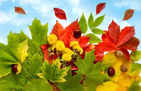 Autumn Leaves - sky, fall, clouds, leaves, nuts, walnuts, autumn