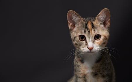 Cutie - animal, cute, kitten, cat, grey